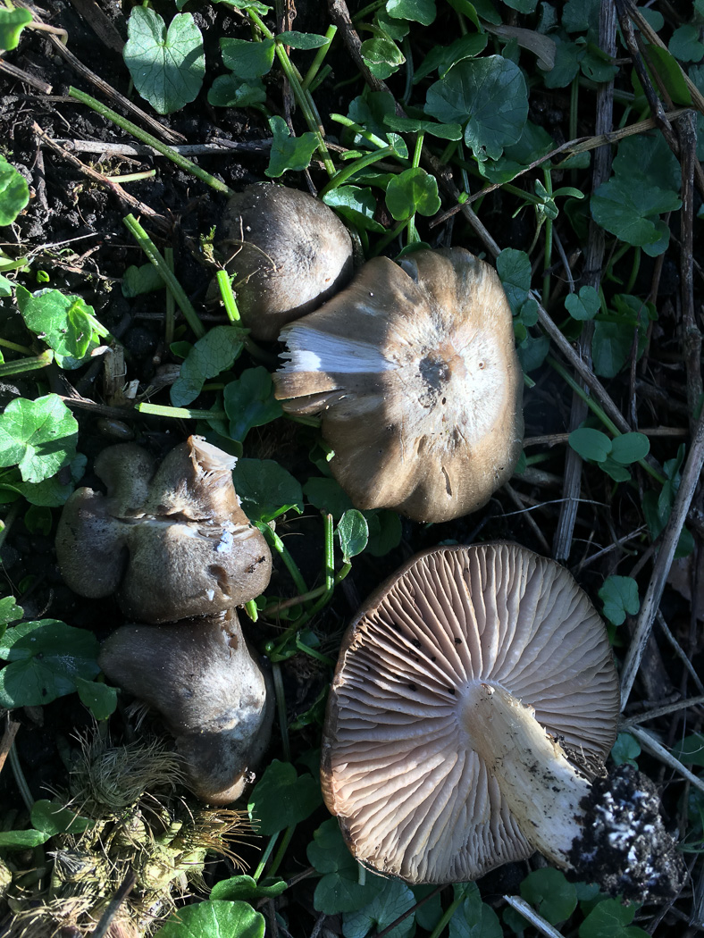 Photo by Joanna Dodsworth Entoloma clypeatum by Joanna Dodsworth